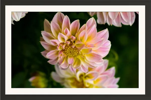 Chrysanthemum_Flower_Framed_Photo_Wall_Hanging_Without_Glass