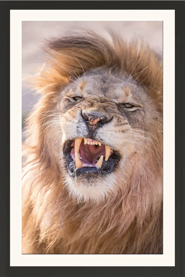 Fierce_Lion_Snarl_Portrait_Wall_Art_|_Wild_Animal_Photo_Frame_Without_Glass