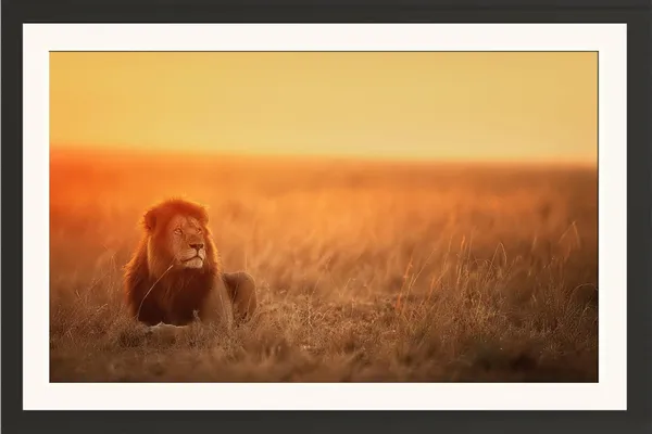 Lion_Resting_in_Golden_Field_at_Sunset_Wall_Art_|_Wildlife_Photo_Frame_Without_Glass
