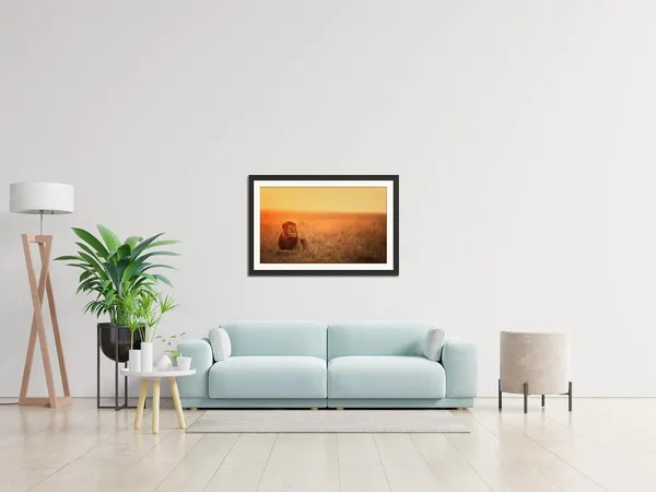 Lion_Resting_in_Golden_Field_at_Sunset_Wall_Art_|_Wildlife_Photo_Frame_Without_Glass