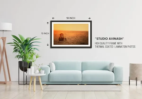 Lion_Resting_in_Golden_Field_at_Sunset_Wall_Art_|_Wildlife_Photo_Frame_Without_Glass