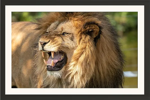 Roaring_Lion_Close-Up_Wall_Art_|_Powerful_Wildlife_Photo_Frame_Without_Glass