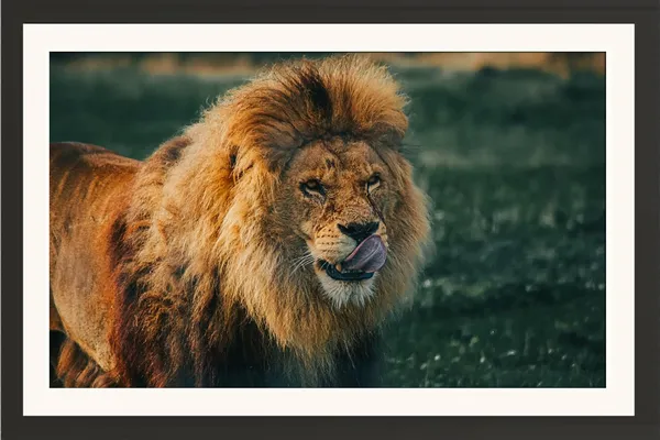 Lion_Watching_His_Target_To_Eat_|_Lion_Portrait_on_Dark_Green_Blurred_Background_Wall_Art_|_Wildlife_Photo_Frame_Without_Glass