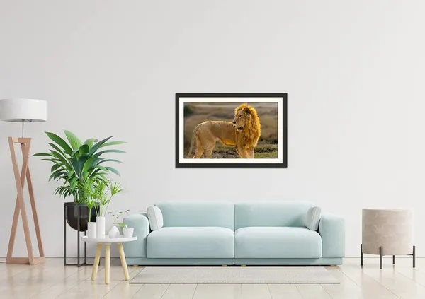 Lion_Standing_in_the_Wild_Photo_Frame_Wihtout_Glass_|_African_Safari_Wall_Art_for_Living_Room