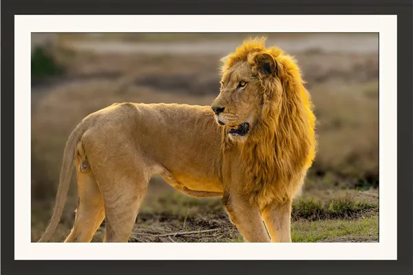 Lion_Standing_in_the_Wild_Photo_Frame_Wihtout_Glass_|_African_Safari_Wall_Art_for_Living_Room