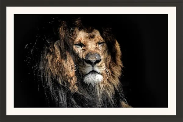 Dramatic_Lion_Portrait_Black_Background_Wall_Art_|_Wildlife_Photo_Frame_Without_Glass