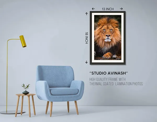 Golden_Maned_Lion_Resting_Portrait_Wall_Art_|_Wildlife_Photo_Frame_Without_Glass_
