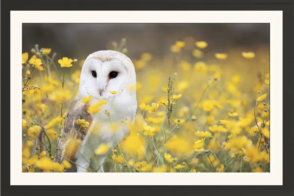 Owl_Wall_Hanging_Framed_Photo_Without_Glass