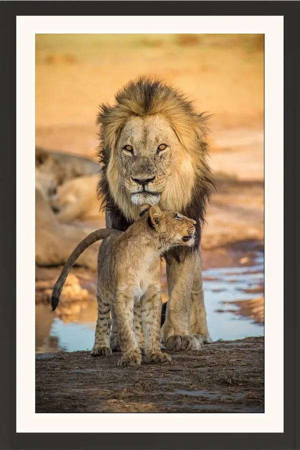 Lioness_and_Cub_Wall_Art_|_Wildlife_Family_Photography_Frame_Without_Glass