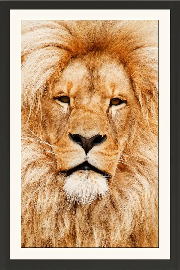 Golden_Hour_Lion_Portrait_Wall_Art_|_Wildlife_Photography_Frame