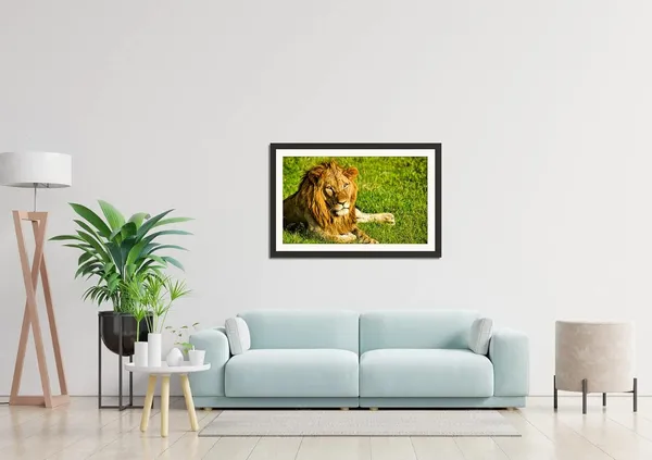 Lion_Resting_on_Green_Grass_Wall_Art_|_Wildlife_Photography_Frame_Without_Glass_for_Home_Décor
