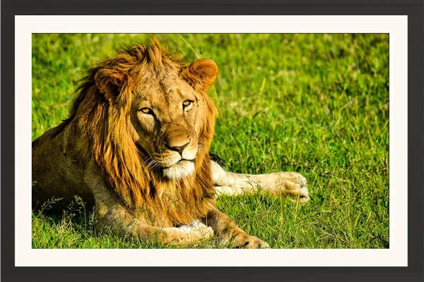 Lion_Resting_on_Green_Grass_Wall_Art_|_Wildlife_Photography_Frame_Without_Glass_for_Home_Décor
