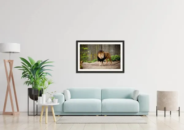 Wandering_Lion_in_the_Wild_Wall_Art_|_Wildlife_Photography_Frame_Without_Glass