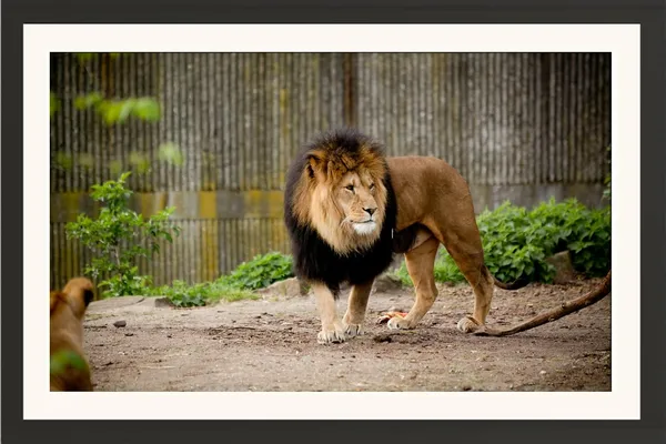 Wandering_Lion_in_the_Wild_Wall_Art_|_Wildlife_Photography_Frame_Without_Glass