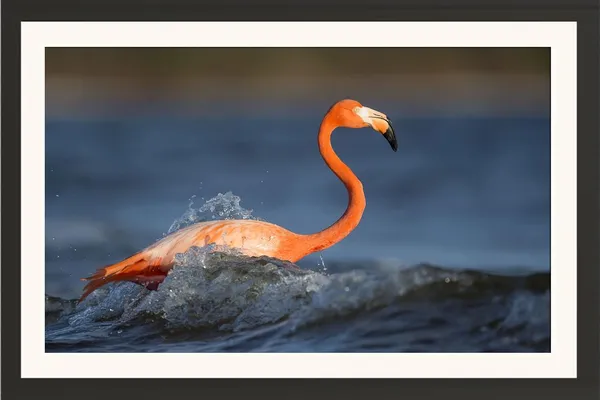 Sea_Bird_Wall_Hanging_Framed_Photo_Without_Glass