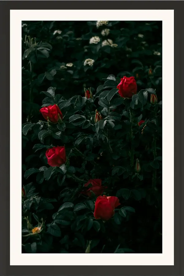 Rose_Flower_Photo_Frame_Without_Glass