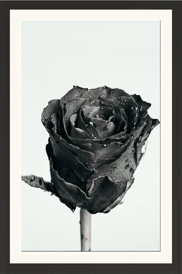 Black_Rose_Dewdrop_Macro_Photo_Frame_Without_Glass_|_Monochrome_Floral_Wall_Art