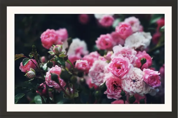 White_Rose_Wall_Hanging_Framed_Photo_Without_Glass