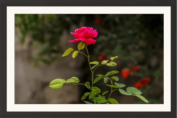 Musk_Rose_Flower_Wall_Hanging_Frame_Without_Glass