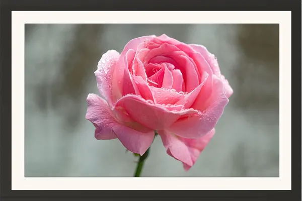 Musk_Rose_Photo_Frame_Without_Glass