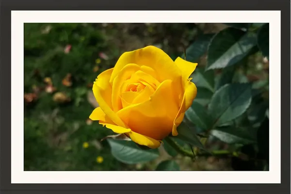 Yellow_Rose_Wall_Hanging_Framed_Photo_Without_Glass