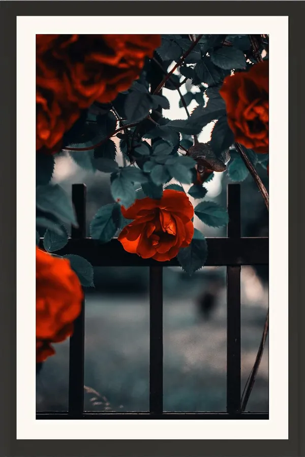 Musk_Rose_Flower_Photo_Wall_Hanging_Frame_Without_Glass