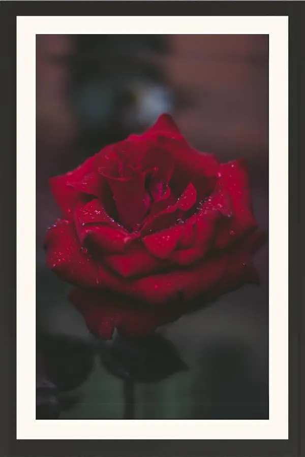 Rose_Photo_Flower_Frame_Without_Glass