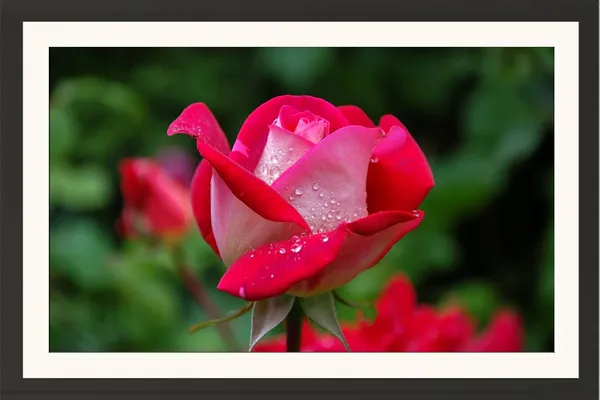 Rose_Flower_Wall_Hanging_Framed_Photo_Without_Glass