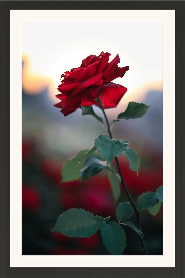 Rose_Flower_Framed_Floral_Wall_Hanging_Photo_Without_Glass