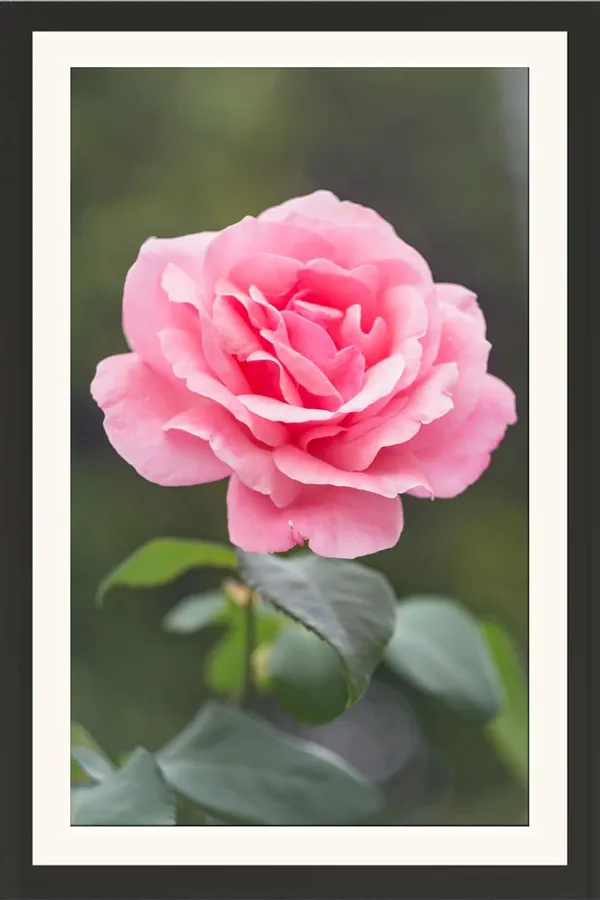 Pink_Rose_Flower_Framed_Floral_Wall_Hanging_Photo_Without_Glass