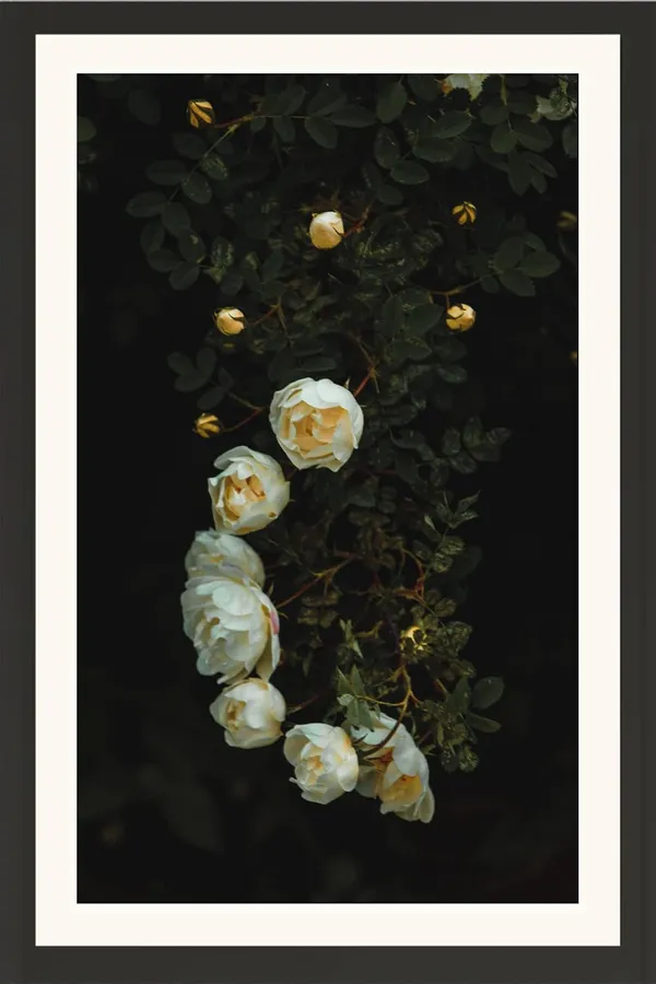 Little_Musk_Rose_Flower_Wall_Hanging_Framed_Photo_Without_Glass