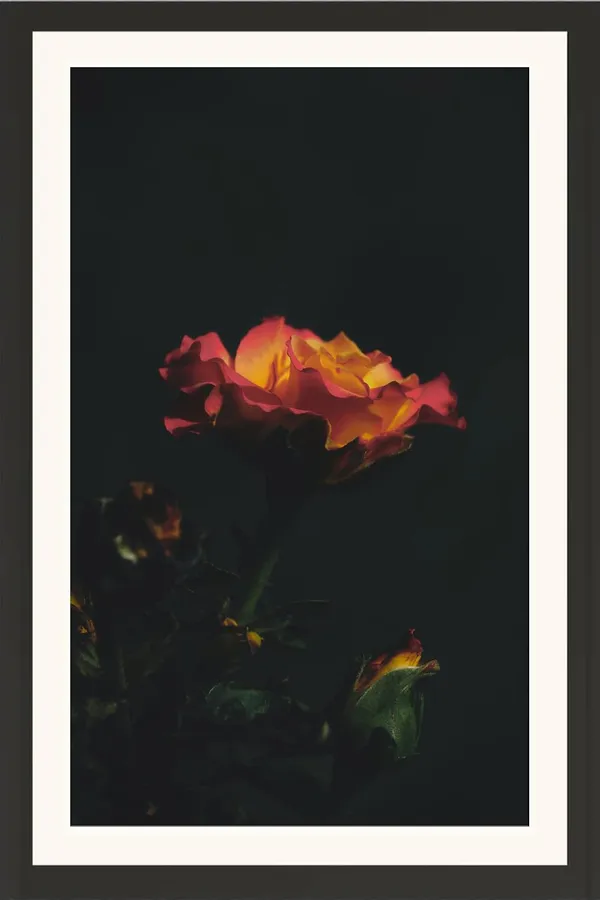 Musk_Rose_Flower_Framed_Photo_Wall_Hanging_Without_Glass