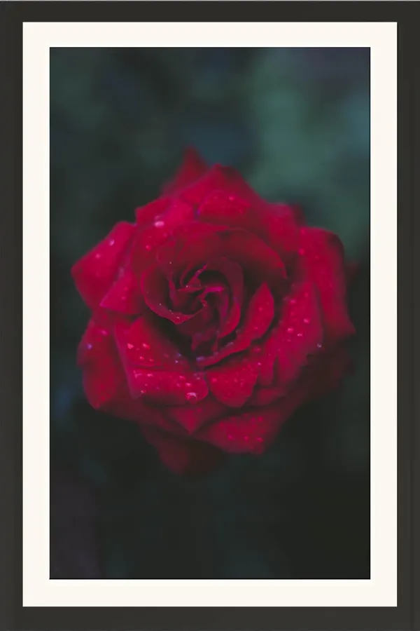 Musk_Rose_Flower_Framed_Floral_Wall_Hanging_Without_Glass