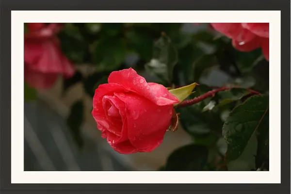 Red_Rose_Flower_Framed__Photo_Wall_Hanging_Without_Glass