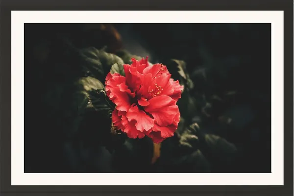 Musk_Red_Rose_Flower_Framed_Floral_Photo_Wall_Hanging_Without_Glass