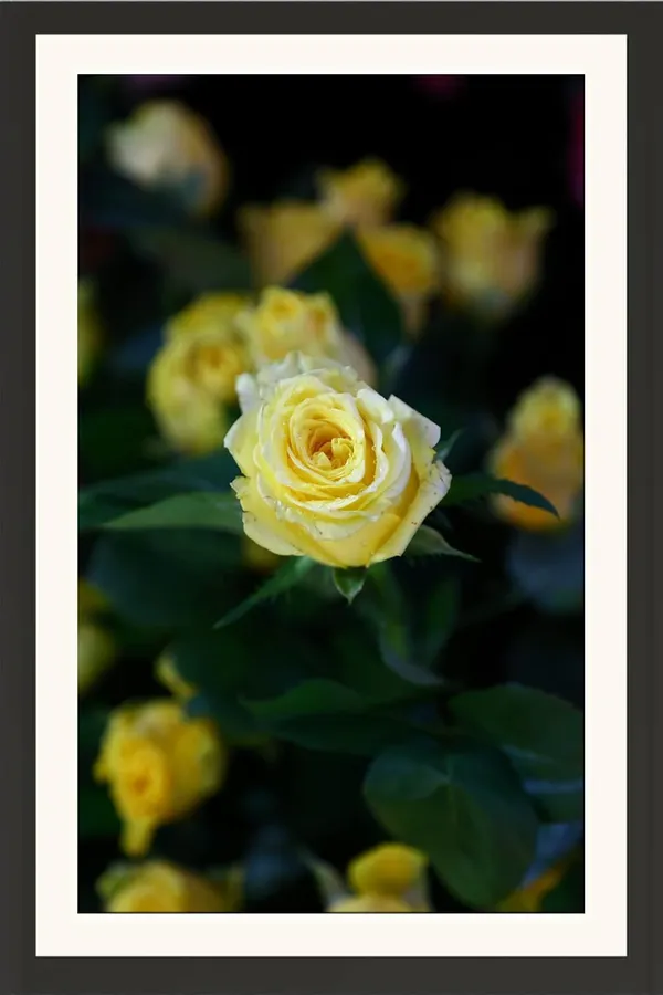Rose_Flower_Framed_Floral_Photo_Wall_Hanging_Without_Glass