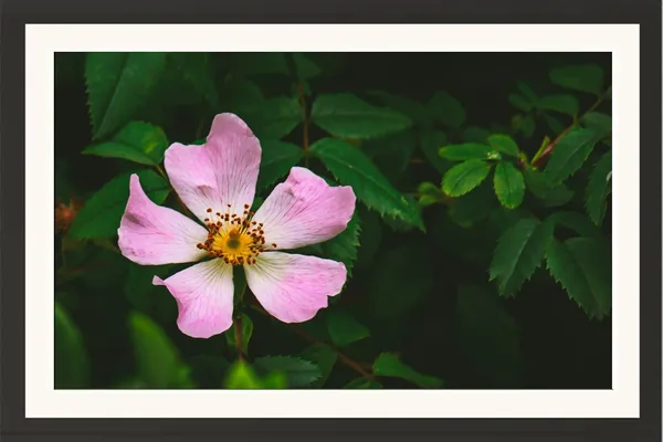 Flower_Wall_Hanging_Framed_Photo_Without_Glass