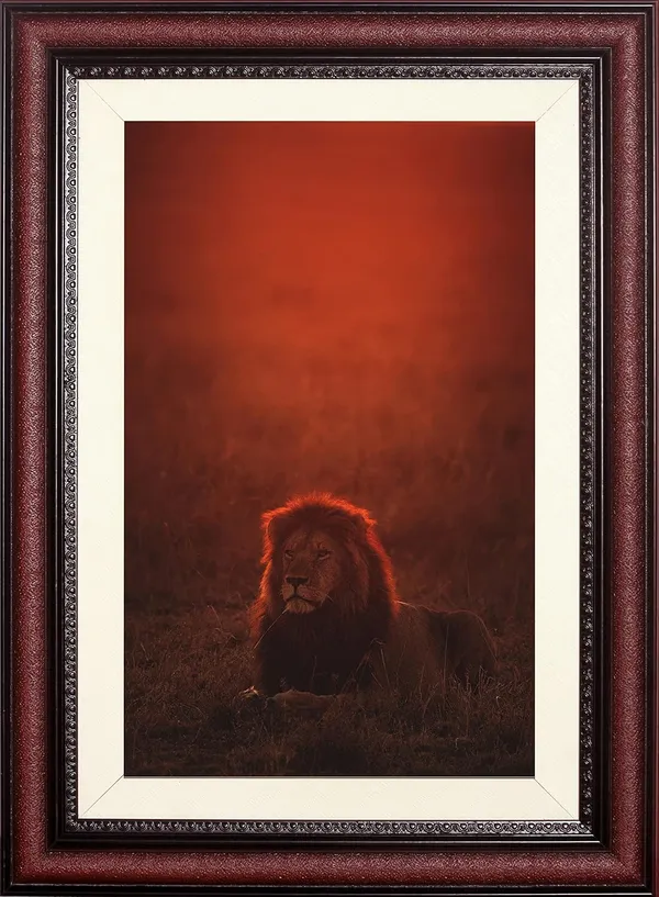 Lion_Resting_in_Red_Mist_Wall_Art_|_Moody_Wildlife_Photography_Frame_Without_Glass
