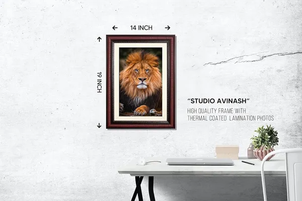 Golden_Maned_Lion_Resting_Portrait_Wall_Art_|_Wildlife_Photo_Frame_Without_Glass
