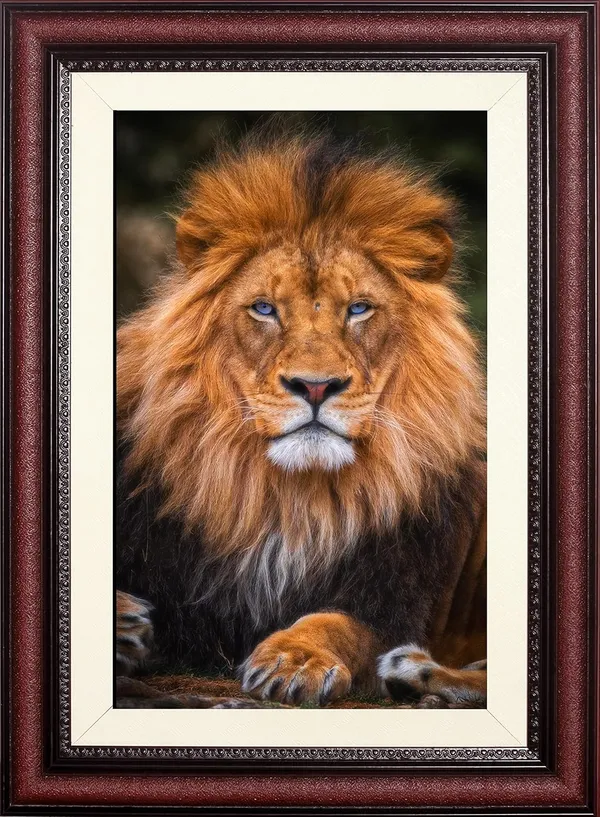 Golden_Maned_Lion_Resting_Portrait_Wall_Art_|_Wildlife_Photo_Frame_Without_Glass