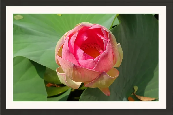 Pink_Lotus_Bud_Blooming_on_Green_Leaves_Photo_Frame_Without_Glass_–_Opening_Lotus_Flower_Wall_Art_for_Bedroom,_Pooja_Room_&_Living_Room