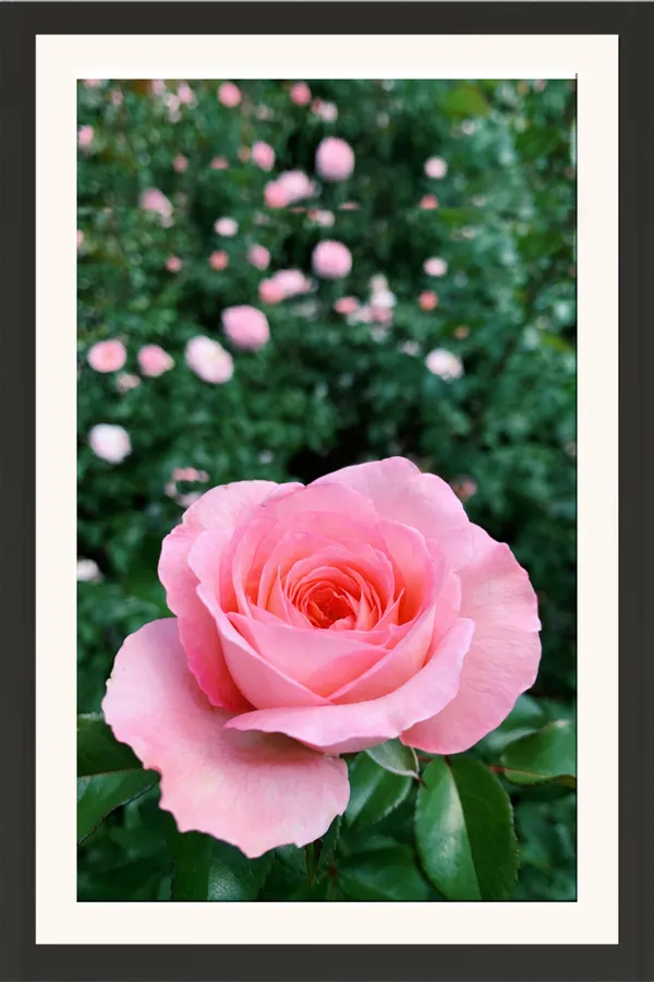 Pink_Rose_Flower_in_Rose_Garden_Wall_Art_Frame_Without_Glass_–_Soft_Pink_Rose_Bloom_with_Garden_Background_for_Living_Room,_Bedroom_&_Gifts