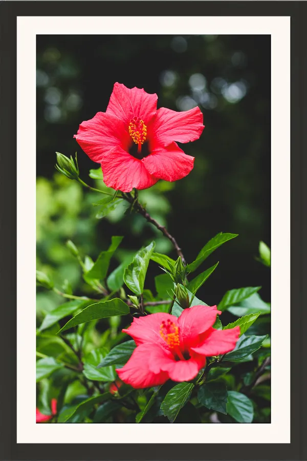 Pink_Red_Hibiscus_Flowers_on_Green_Leaves_Photo_Frame_Without_Glass_–_Two_China_Rose_Hibiscus_Blooms_Wall_Art_for_Living_Room,_Dining_&_Hallway