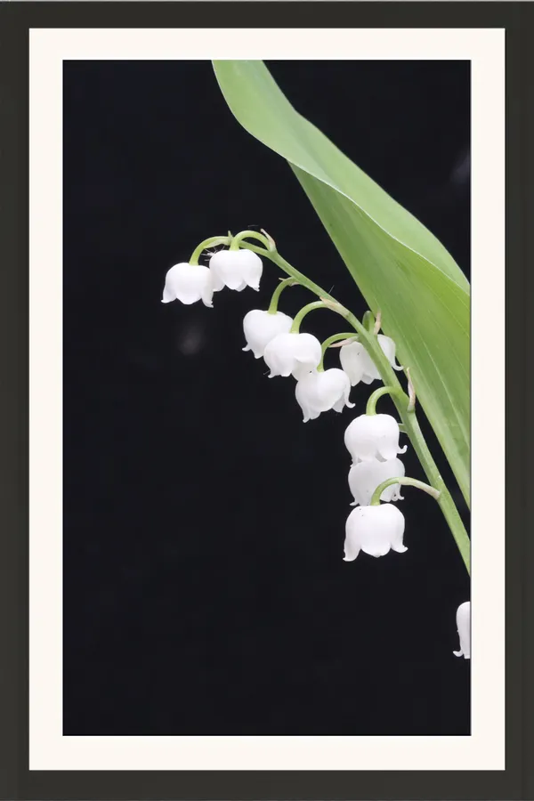 Lily_of_the_Valley_Flower_with_Green_Leaf_on_Black_Photo_Frame_Without_Glass_–_Cascading_White_Bells_Floral_Wall_Art_for_Bedroom_&_Home_Decor