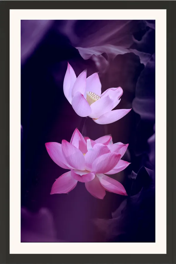 Two_Lotus_Flowers_on_Deep_Purple_Background_Vertical_Photo_Frame_Without_Glass_–_White_Lilac_and_Pink_Lotus_Pic_for_Bedroom,_Study_&_Living_Room