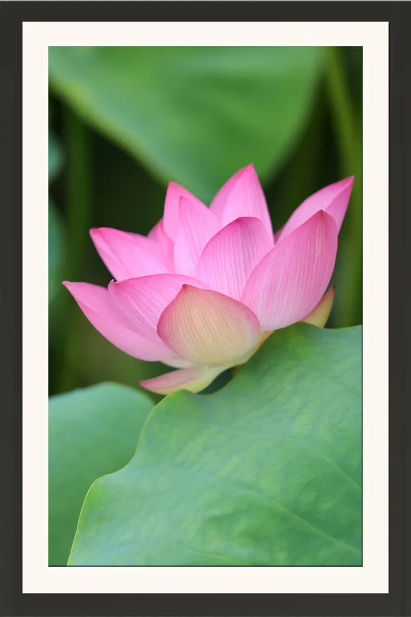 Pink_Lotus_Flower_with_Large_Green_Leaf_Vertical_Wall_Art_Frame_Without_Glass_–_Bright_Pink_Lotus_Pic_in_Natural_Light_for_Living_Room,_Hallway_&_Gifts