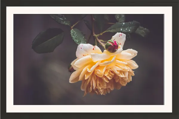 Rose_Decorative_Flower_Framed_Photo_Wall_Hanging_Without_Glass