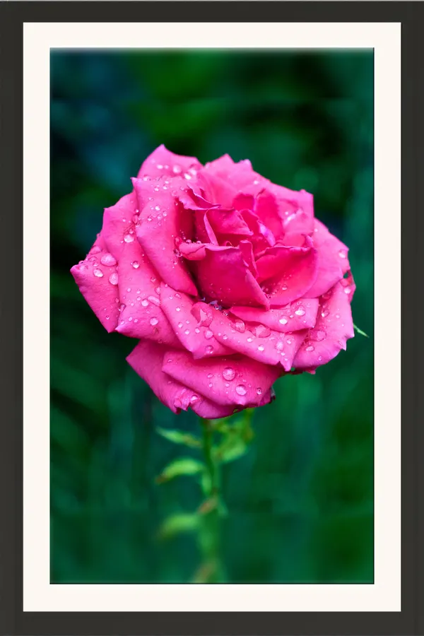 Hot_Pink_Rose_Flower_with_Dew_Drops_Wall_Art_Frame_Without_Glass_–_Vibrant_Pink_Rose_Photo_HD_for_Drawing_Room,_Bedroom_&_Gifts