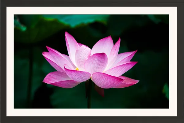 Pink_Lotus_Flower_on_Dark_Green_Leaves_Wall_Art_Frame_Without_Glass_–_Pink_Lotus_Pic_with_Rich_Green_Background_for_Pooja_Room,_Living_Room_&_Office