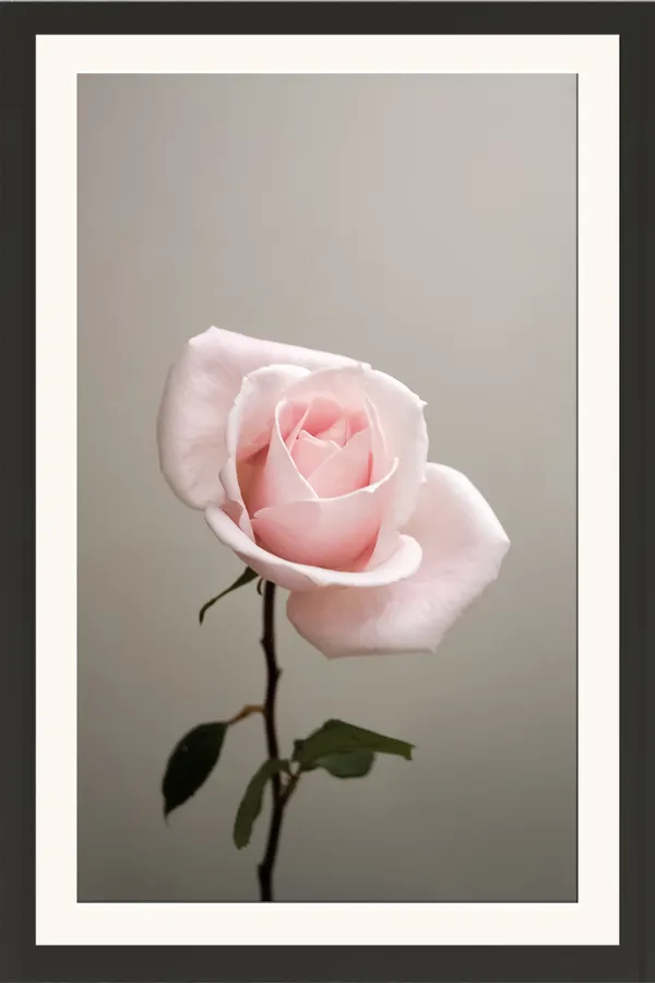 Single_Pink_Rose_Flower_Stem_on_Grey_Background_Wall_Art_Frame_Without_Glass_–_Minimal_Pale_Pink_Rose_Photo_for_Bedroom,_Office_&_Living_Room
